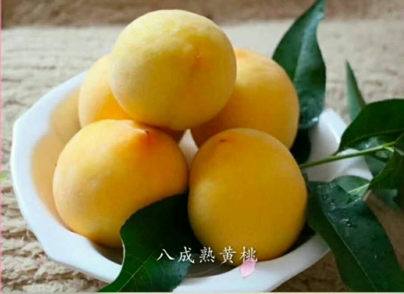 锦绣黄桃3~4两