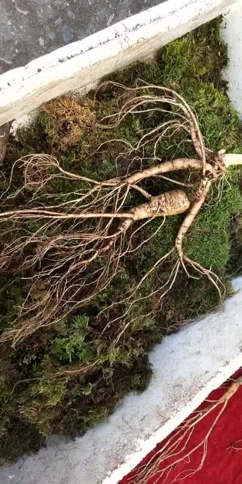 林下参