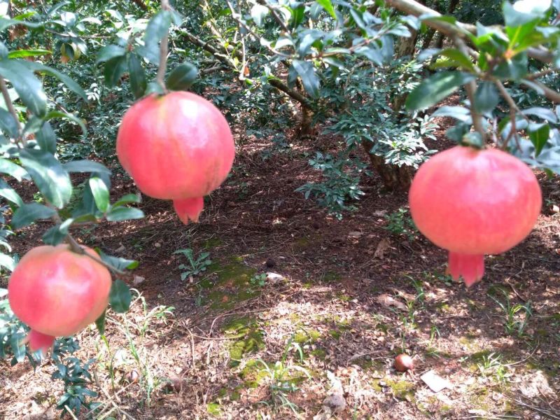蒙自石榴