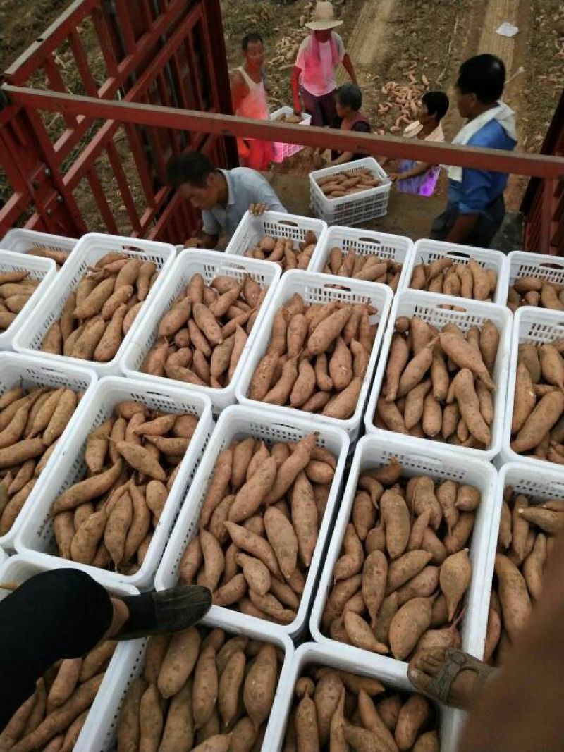 龙薯九，长条货，椭圆都有，皮毛亮，诚信代发大批发商，电商