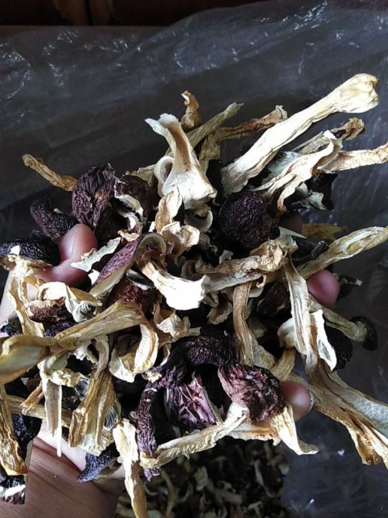 云南腾冲农家自种大球盖菇（赤松茸）干货