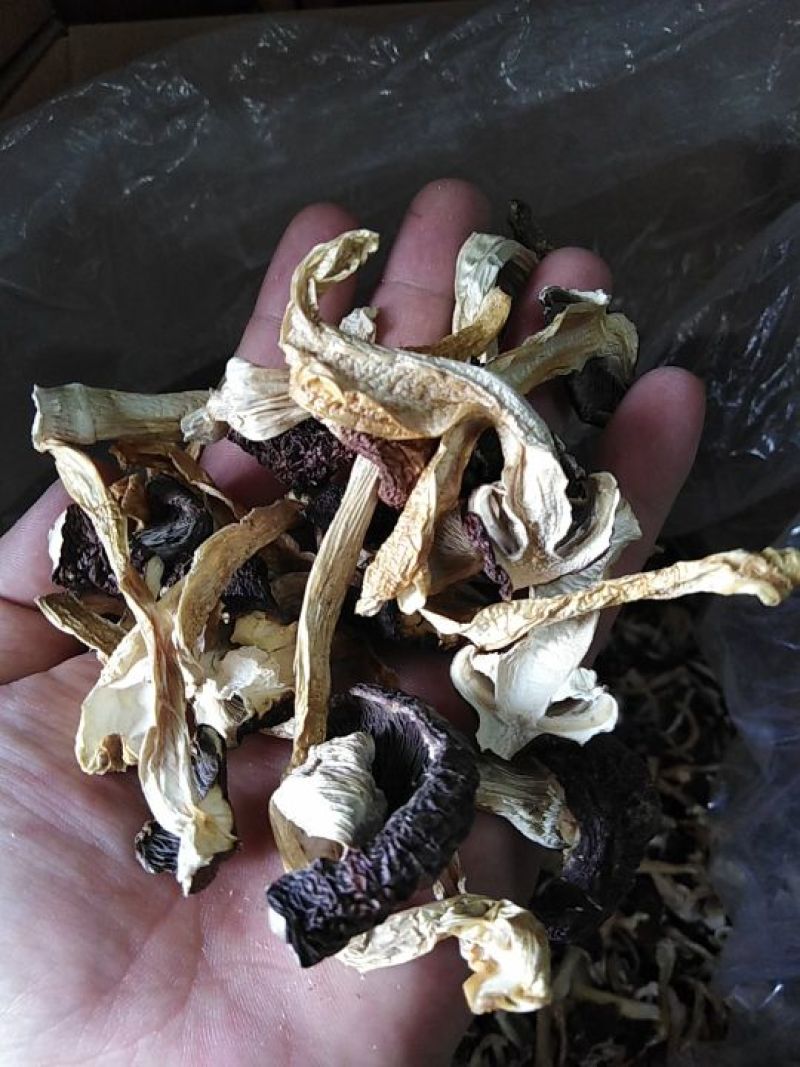 云南腾冲农家自种大球盖菇（赤松茸）干货
