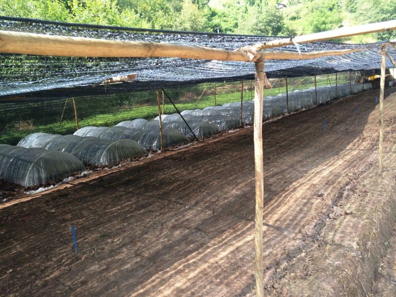 满天星，10-30厘米