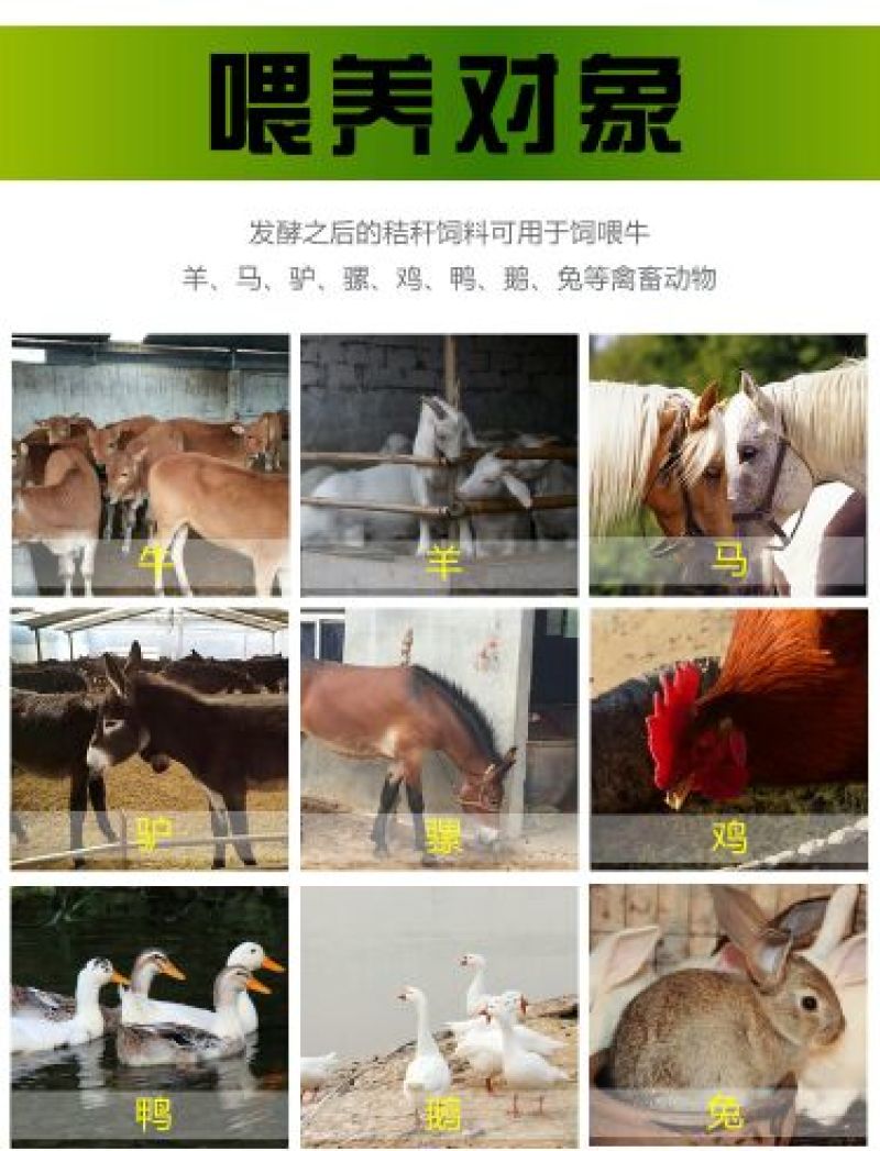 玉米秸秆发酵剂青储桔杆养牛黄贮发效剂发孝牧草养羊