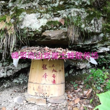 湖南湘西一年只取一次的野岩土蜂蜜