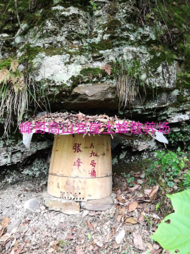 湖南湘西一年只取一次的野岩土蜂蜜