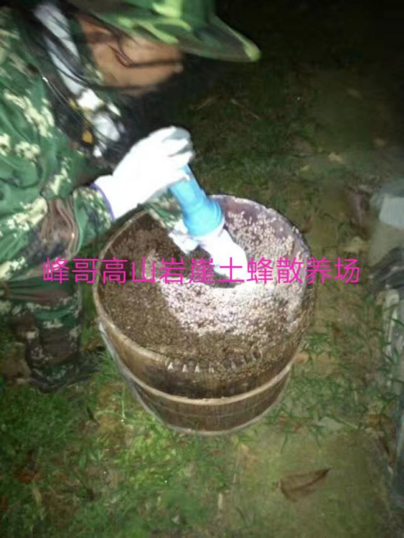 湖南湘西一年只取一次的野岩土蜂蜜