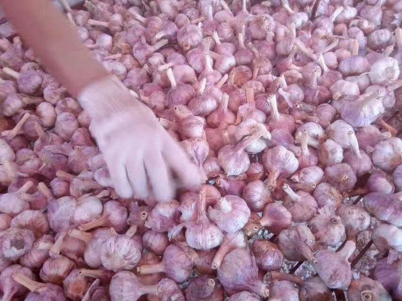 大蒜蒜种，把蒜，脱水蒜，蒜米蒜