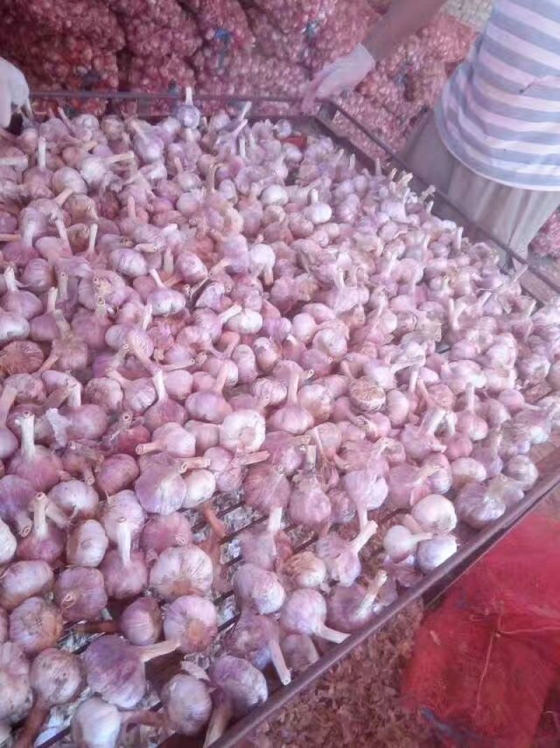 大蒜蒜种，把蒜，脱水蒜，蒜米蒜