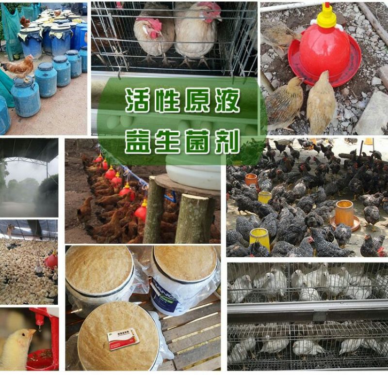 鸡儿健养鸡专用益生菌饮水保健液发酵豆渣饲料养鸡调理肠胃