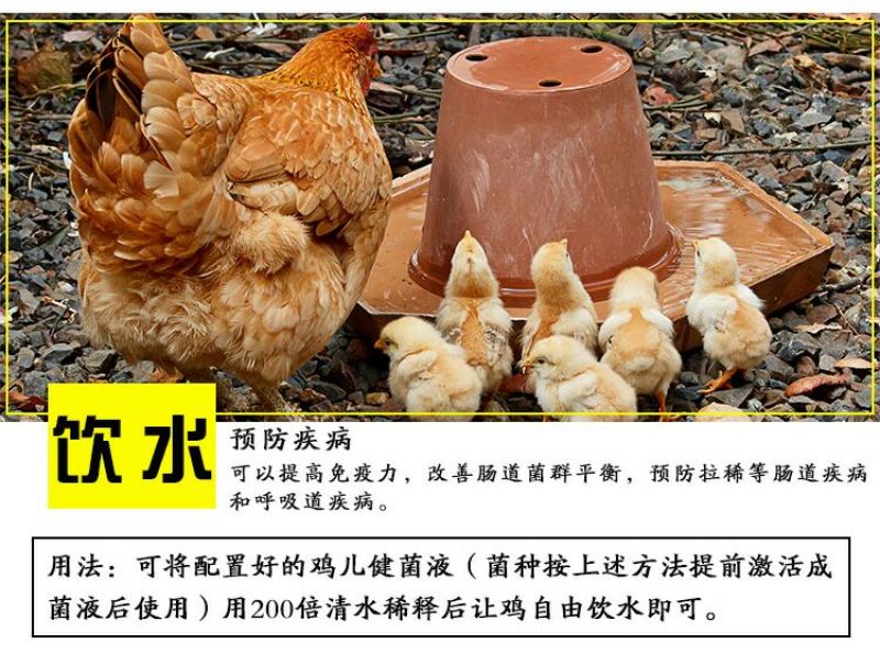 鸡儿健养鸡专用益生菌饮水保健液发酵豆渣饲料养鸡调理肠胃