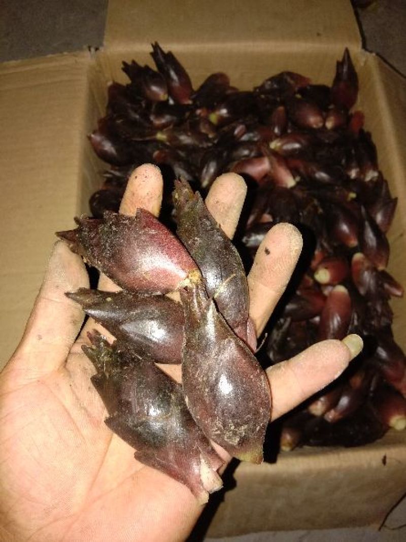 湖北五峰高山农产品阳荷粗纤维蔬菜绿色食品