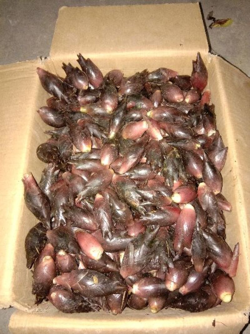 湖北五峰高山农产品阳荷粗纤维蔬菜绿色食品