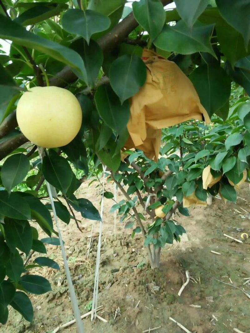 陕西渭南/蒲城优质皇冠梨/脆甜多汁/大量上市