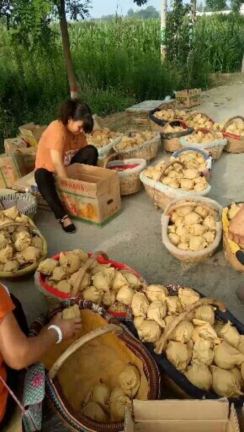 陕西渭南/蒲城优质皇冠梨/脆甜多汁/大量上市