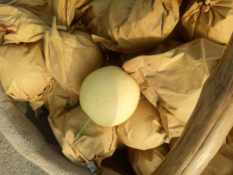 陕西渭南/蒲城优质皇冠梨/脆甜多汁/大量上市