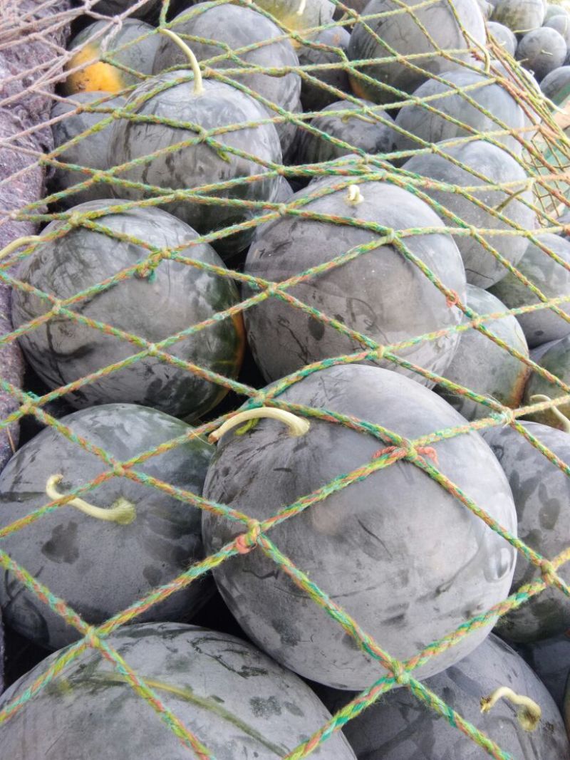 周口市太康县【精品黑皮无籽西瓜大量上市】产地直销，