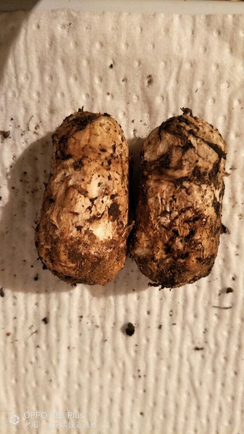 香格里拉松茸3-5公分不包邮
