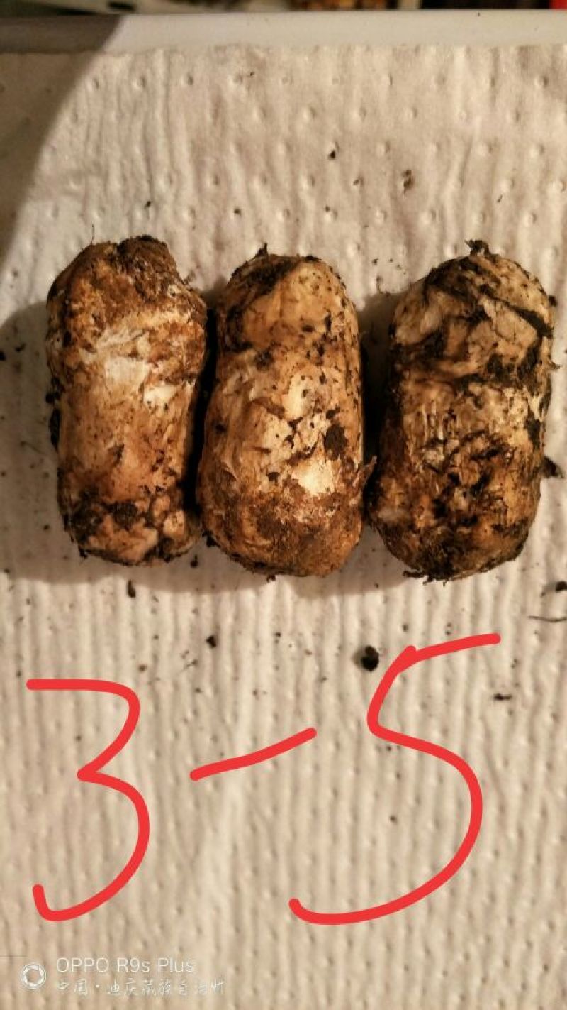 香格里拉松茸3-5公分不包邮