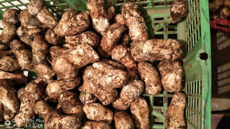 香格里拉松茸3-5公分不包邮