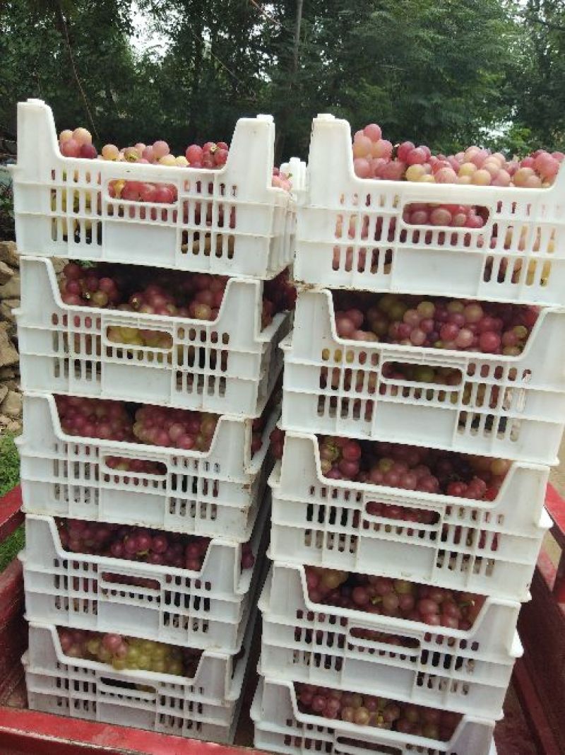 水果罐头食品厂通用
