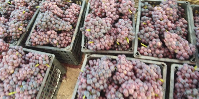 水果罐头食品厂通用