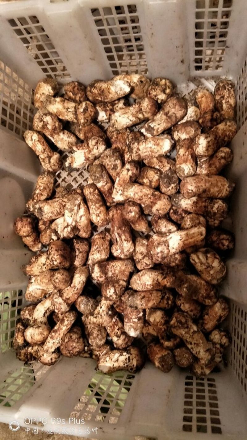 香格里拉松茸3-5公分不包邮