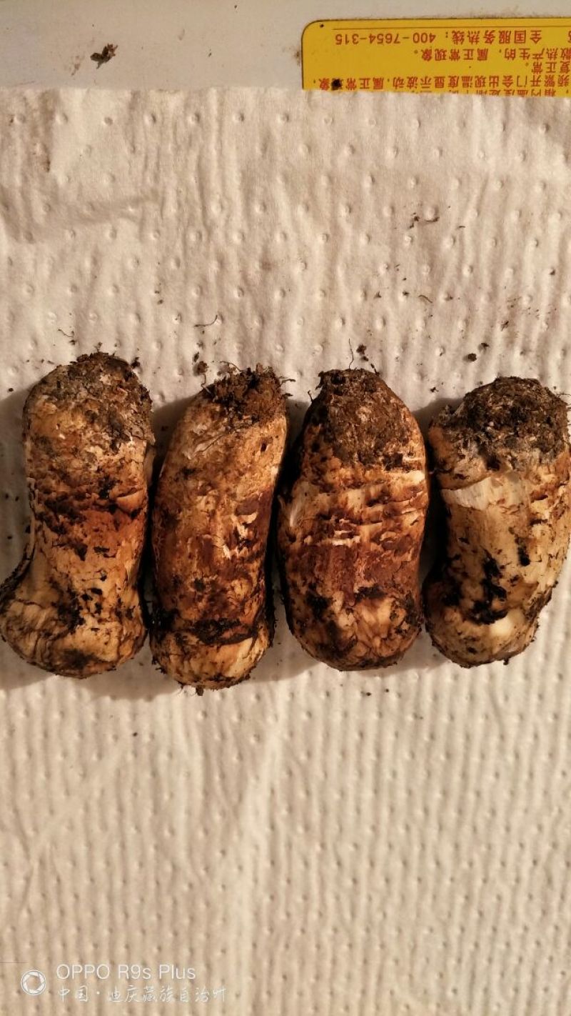 香格里拉松茸3-5公分不包邮