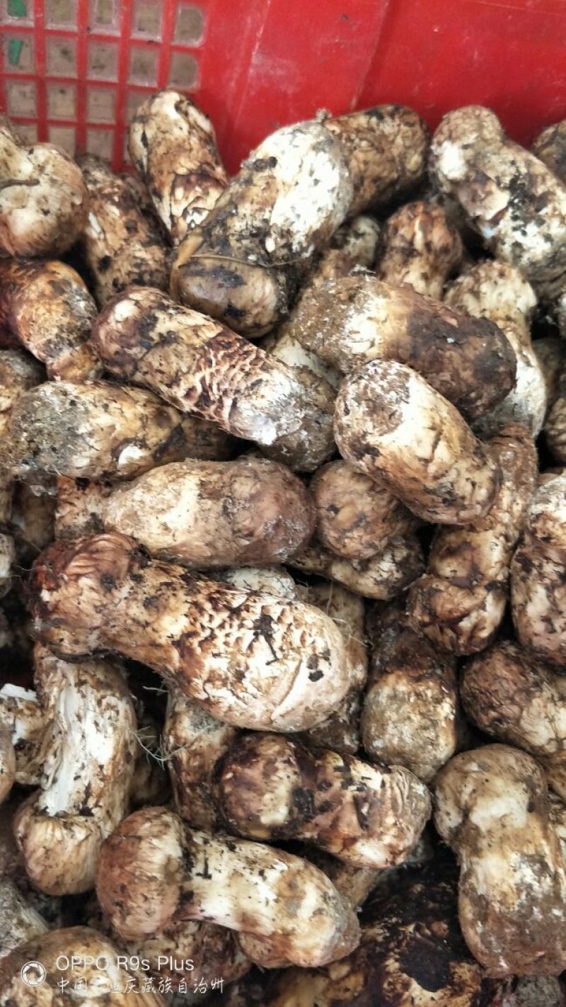 香格里拉松茸3-5公分不包邮