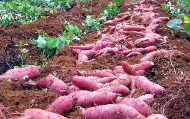 板栗薯红薯商品薯黄心3两以上