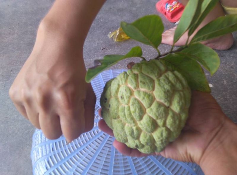 番荔枝种子释迦果种子樟林林檎嫁接凤梨释迦的粘木种子