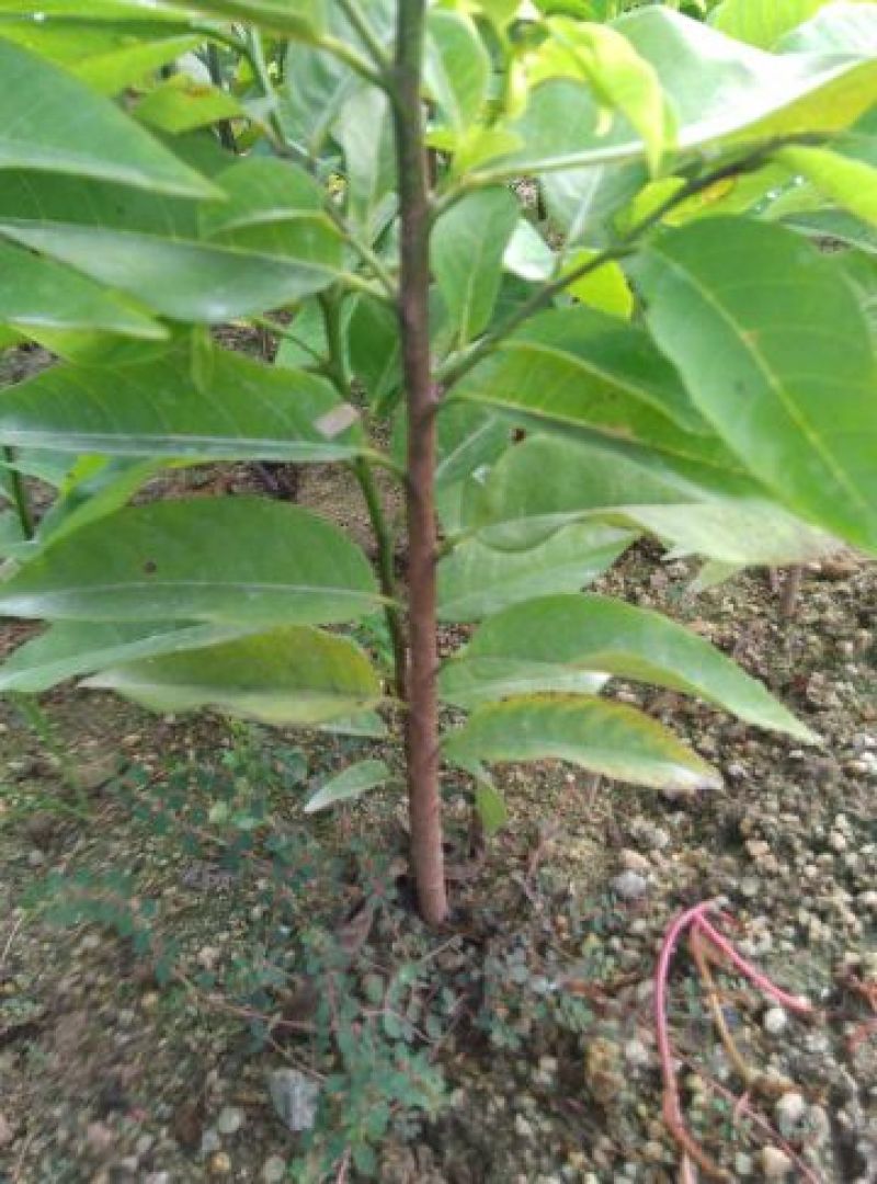 番荔枝种子释迦果种子樟林林檎嫁接凤梨释迦的粘木种子