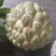 番荔枝种子释迦果种子樟林林檎嫁接凤梨释迦的粘木种子