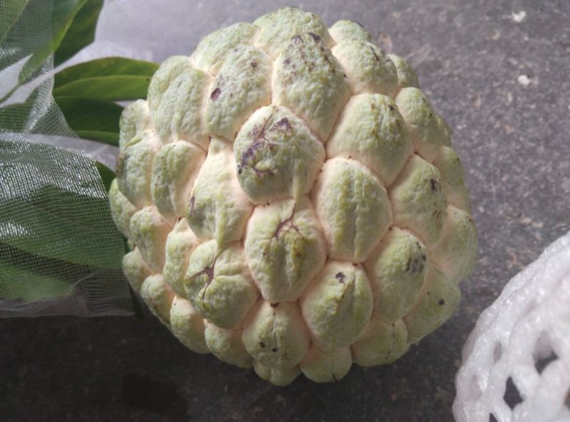番荔枝种子释迦果种子樟林林檎嫁接凤梨释迦的粘木种子
