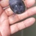 珍珠鳖苗