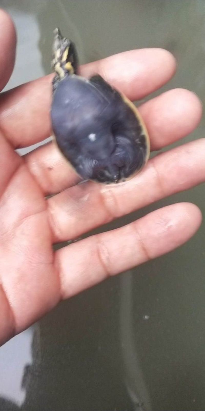 珍珠鳖苗