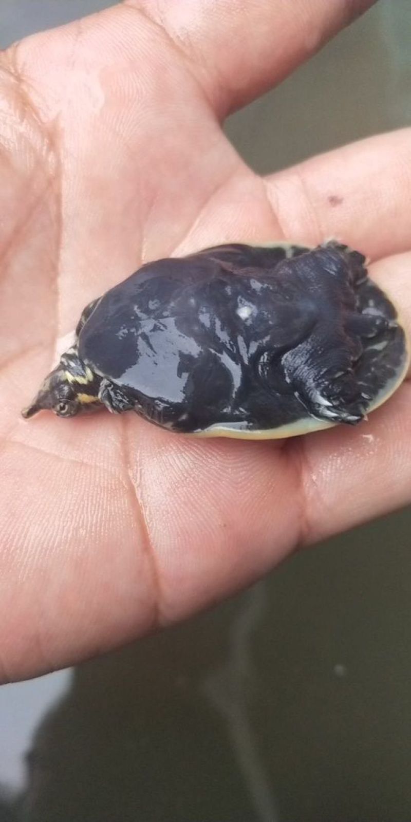 珍珠鳖苗
