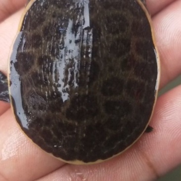 珍珠鳖苗