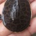 珍珠鳖苗