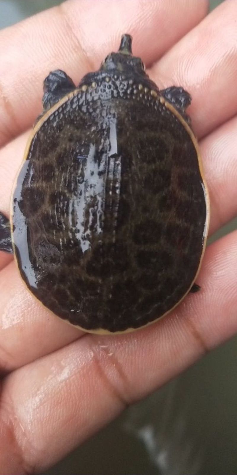 珍珠鳖苗