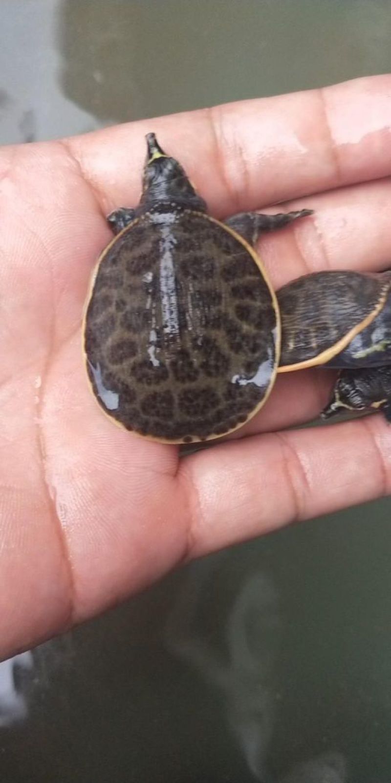 珍珠鳖苗