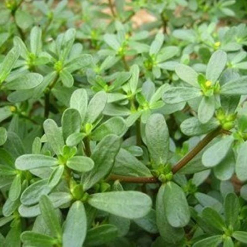 马齿苋种子野生食用蚂蚱菜