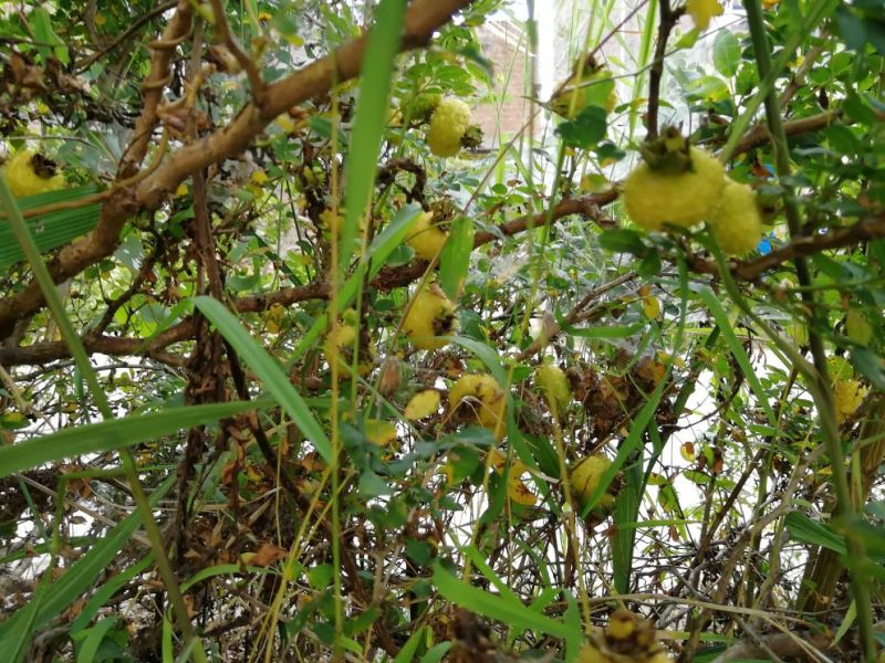 纯野生刺梨