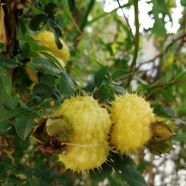 纯野生刺梨