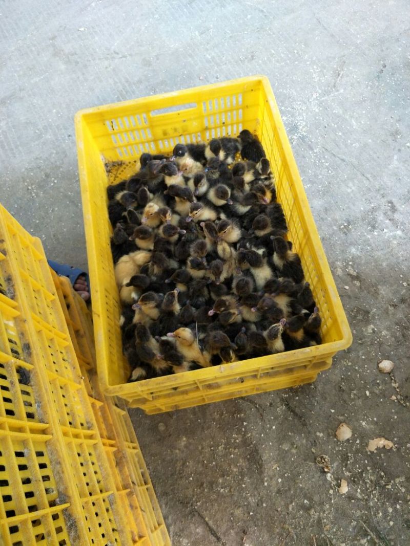 巴巴里西洋鸭(又叫瘤头鸭，番鸭)