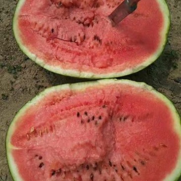 通辽沙漠西瓜