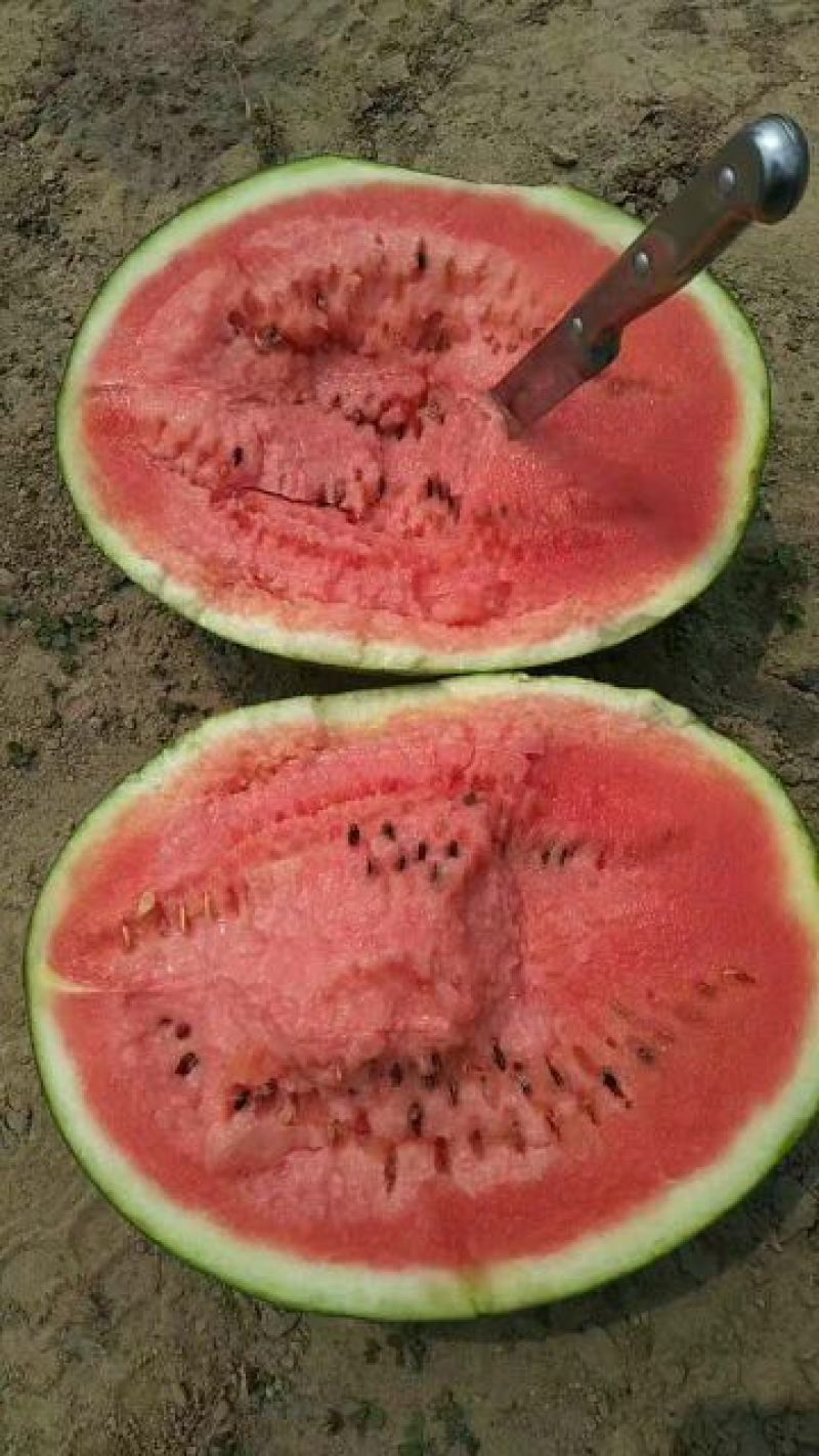 通辽沙漠西瓜