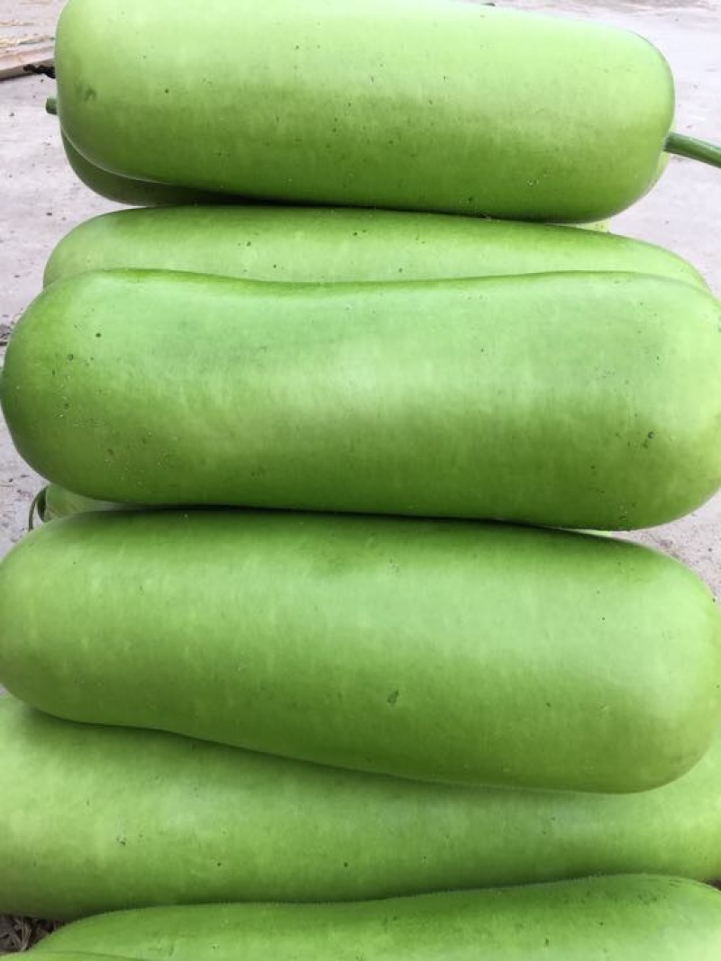 瓠瓜6~7cm20~30cm