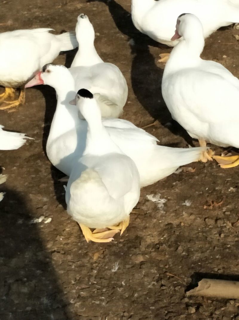 M母十八