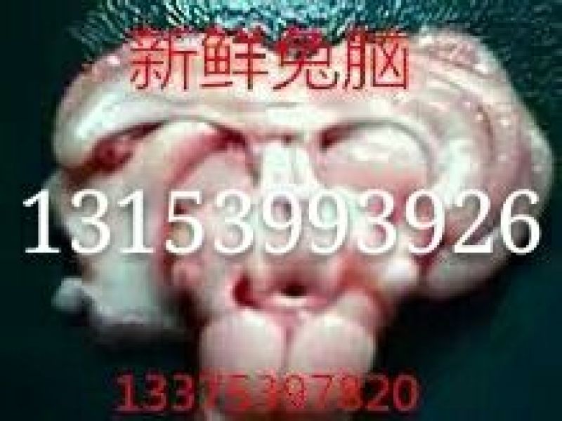迎春猪副产商贸